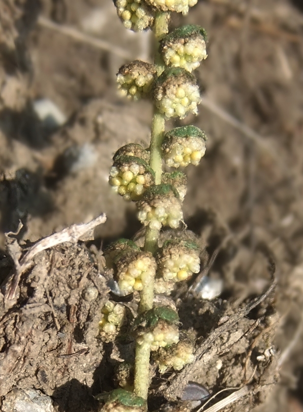 Image of Ambrosia psilostachya specimen.