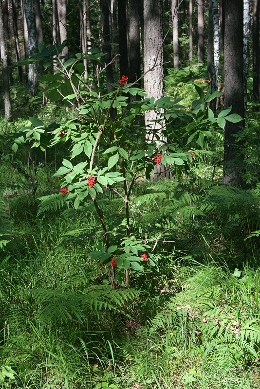 Image of Sambucus racemosa specimen.