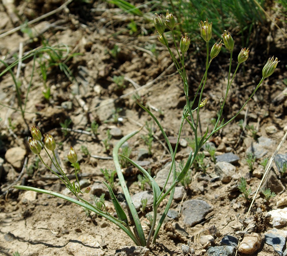 Image of genus Gagea specimen.