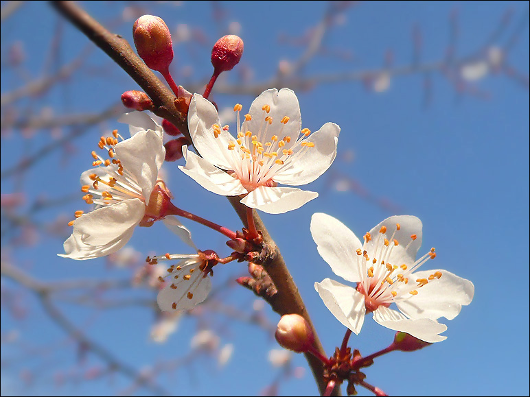 Image of Prunus cerasifera specimen.