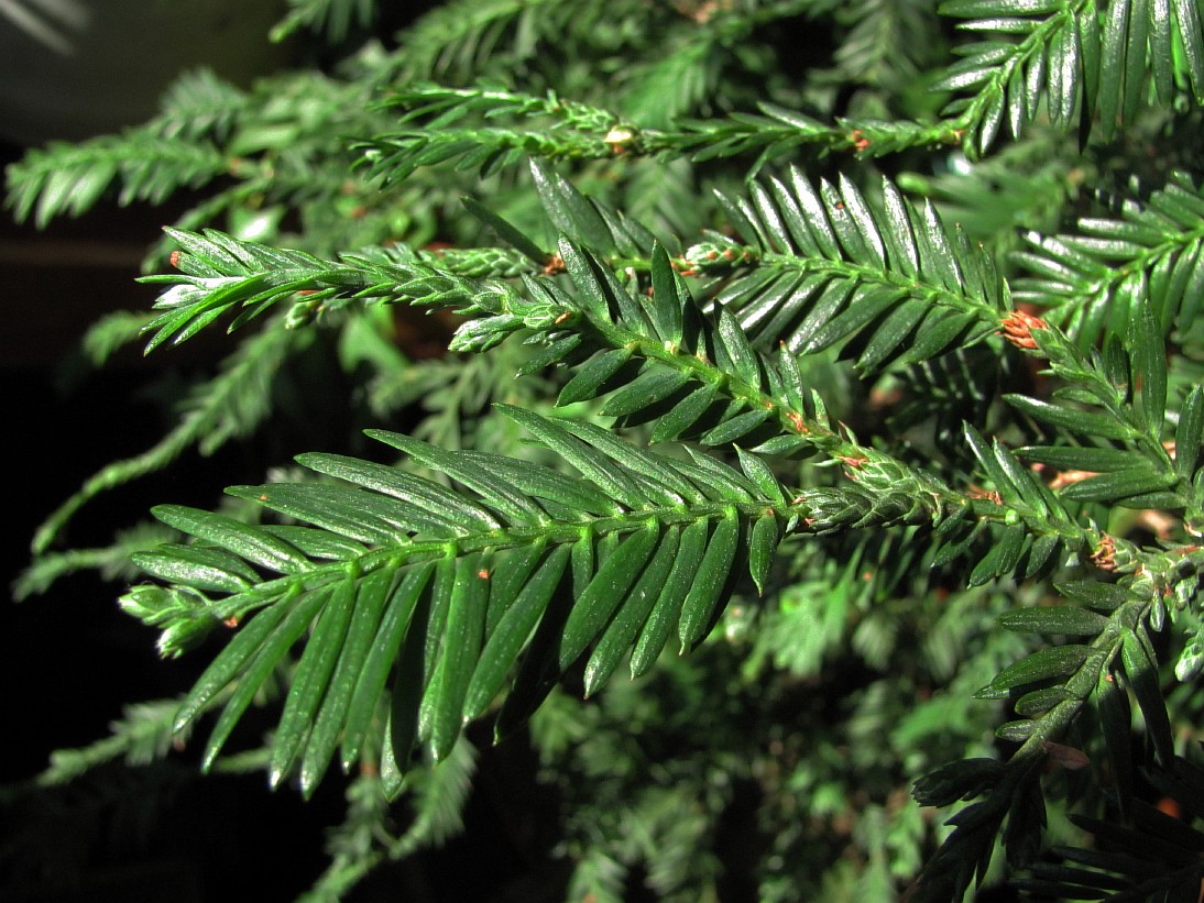 Image of Sequoia sempervirens specimen.