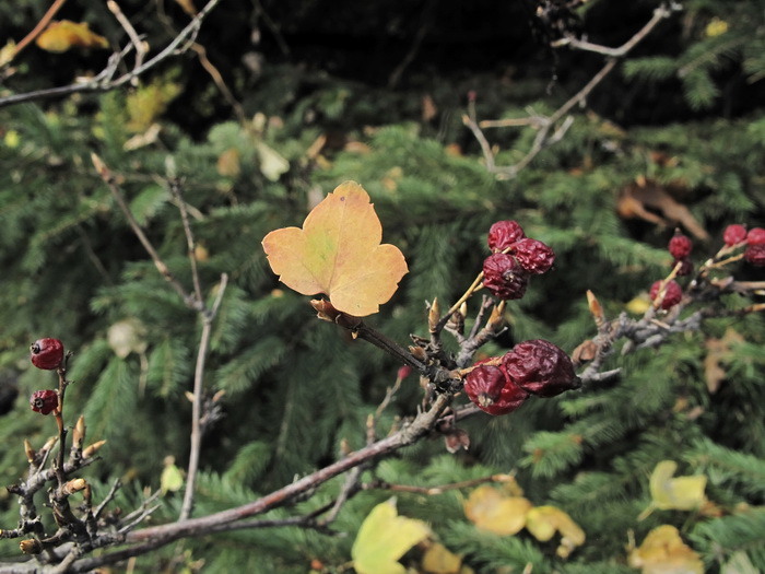 Image of Ribes komarovii specimen.