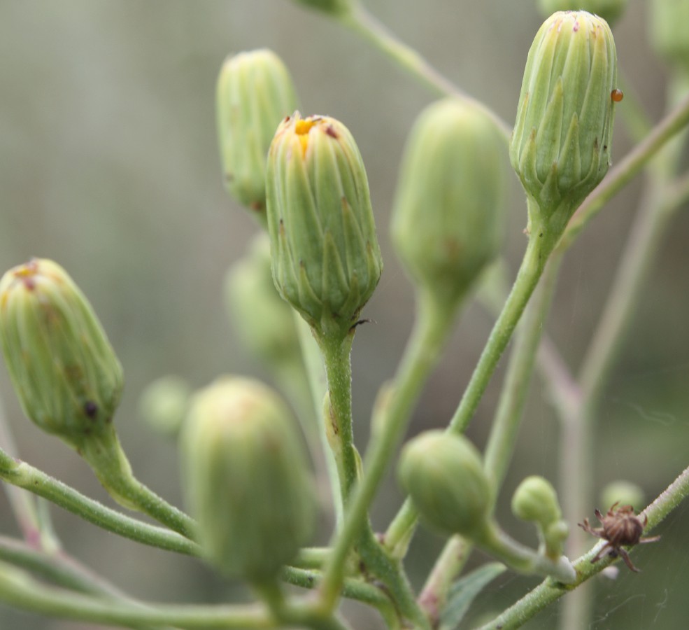 Image of Hieracium virosum specimen.