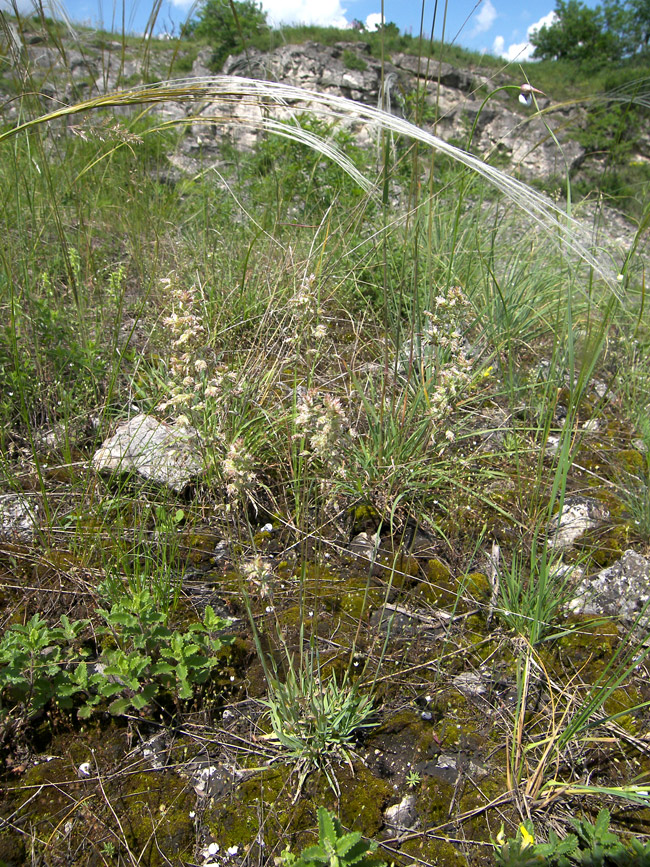 Image of Poa badensis specimen.