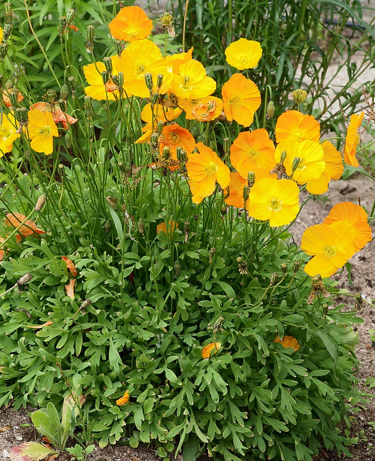 Image of Papaver croceum specimen.