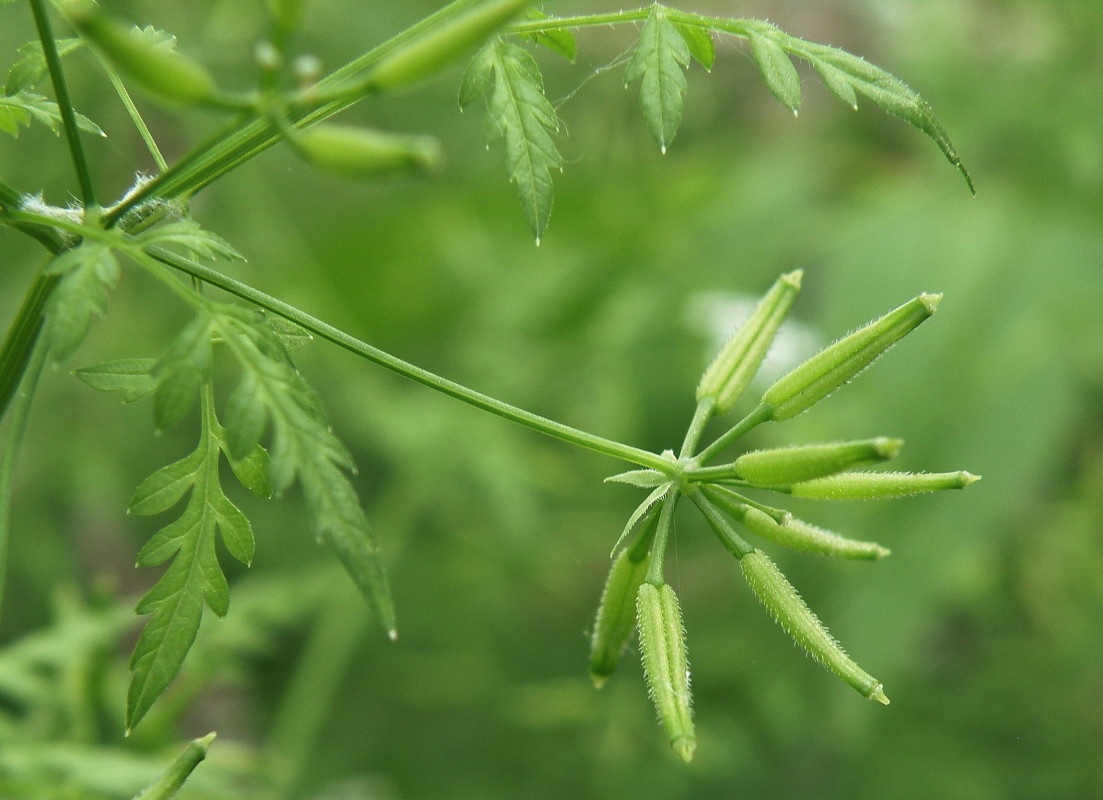 Image of Anthriscus cerefolium specimen.