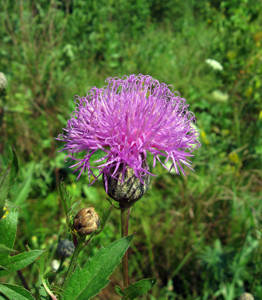 Изображение особи Serratula coronata.