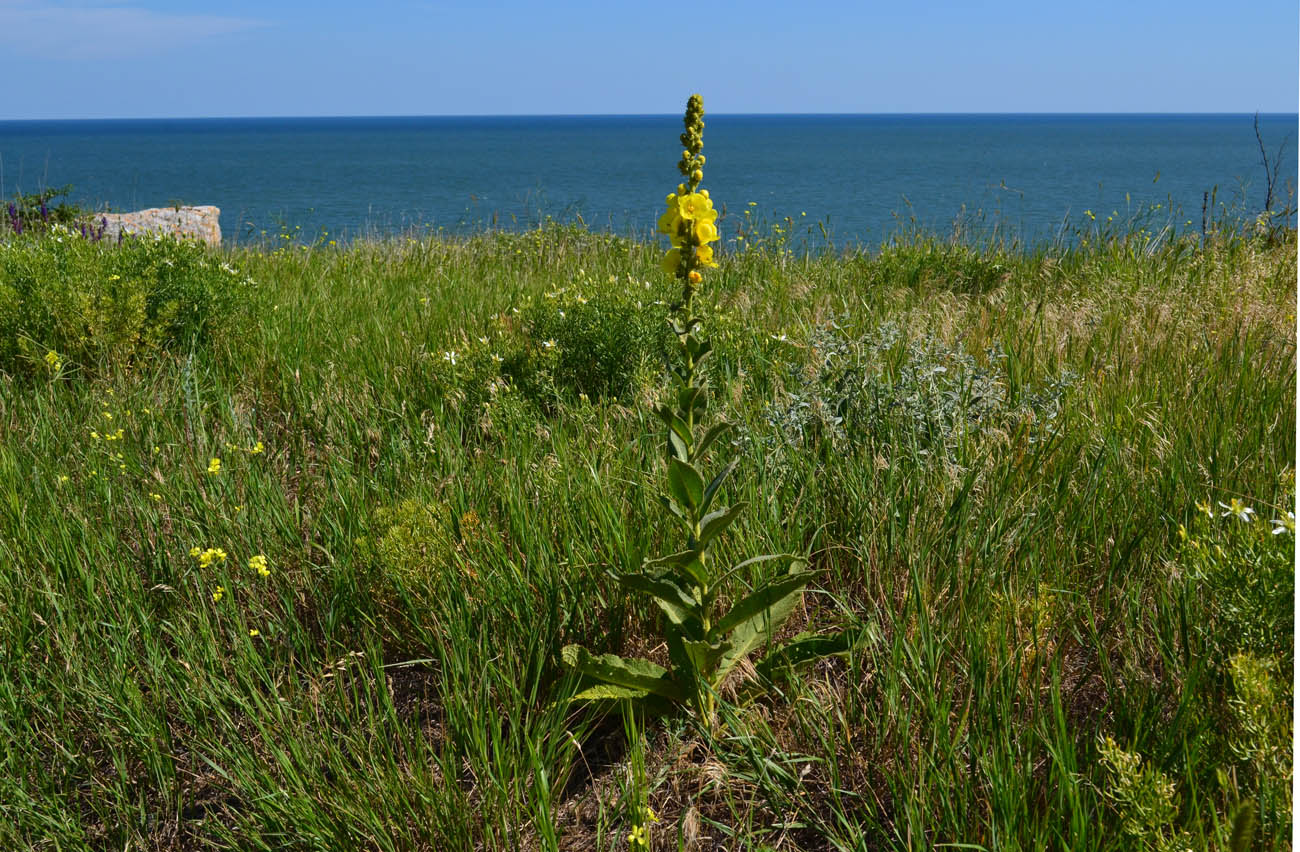 Изображение особи Verbascum phlomoides.