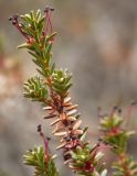 Empetrum hermaphroditum