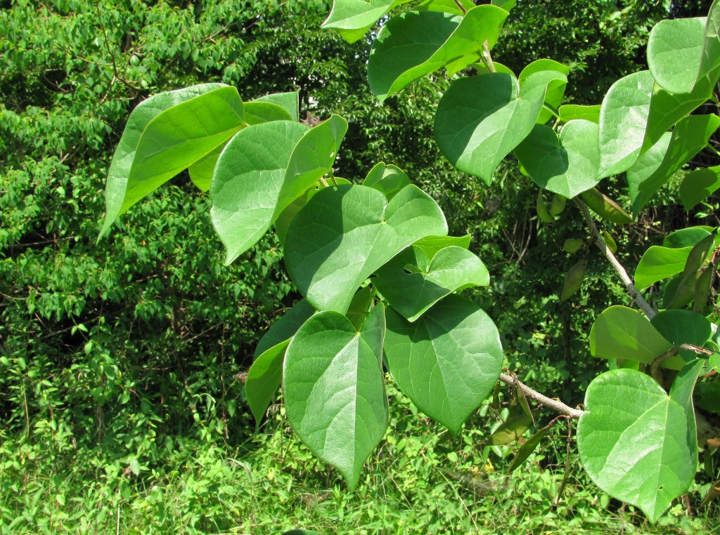 Image of Cercis chinensis specimen.