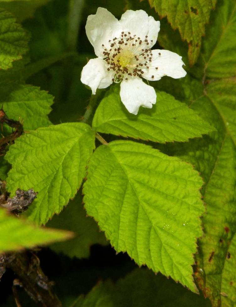 Image of Rubus caesius specimen.