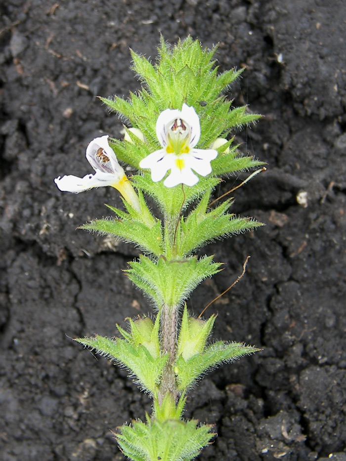 Image of Euphrasia hirtella specimen.