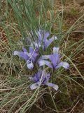 Iris tenuifolia. Цветущее растение. Казахстан, Алмаатинская обл., возле вдхр. Капчагай. 02.04.2006.
