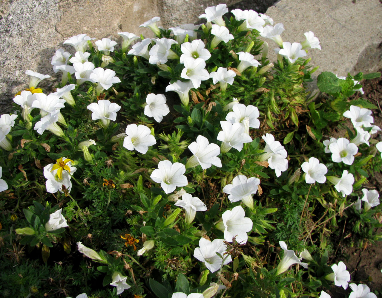 Image of Petunia &times; hybrida specimen.