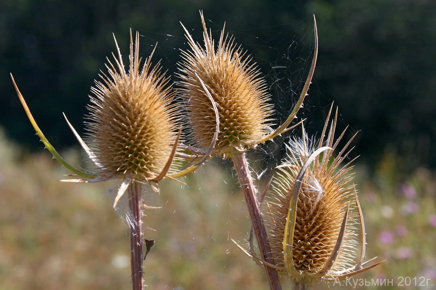 Image of Dipsacus laciniatus specimen.