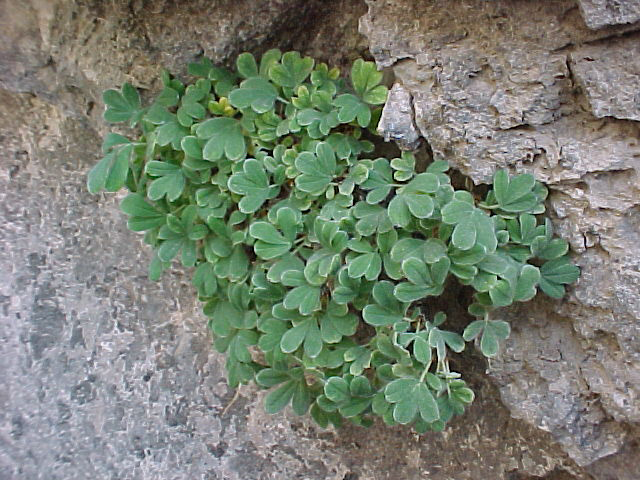 Image of Tylosperma lignosa specimen.