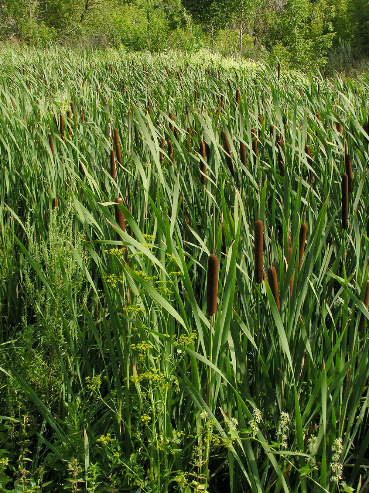 Изображение особи Typha latifolia.