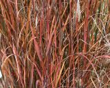 Andropogon gerardii