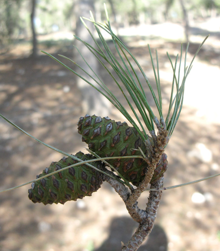 Image of Pinus halepensis specimen.