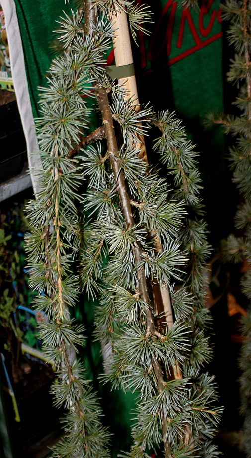 Image of Cedrus libani specimen.