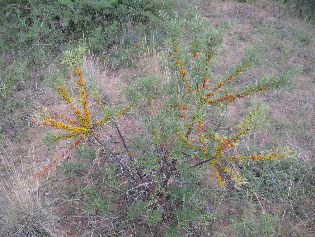 Изображение особи Hippophae rhamnoides.