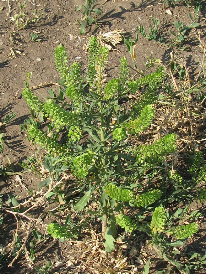 Image of Lepidium densiflorum specimen.