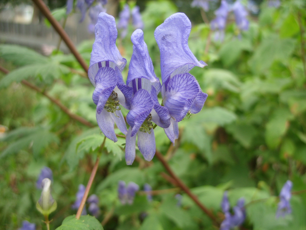 Image of Aconitum sczukinii specimen.