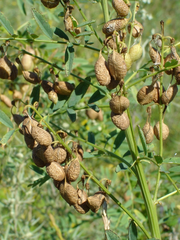 Image of Astragalus chinensis specimen.