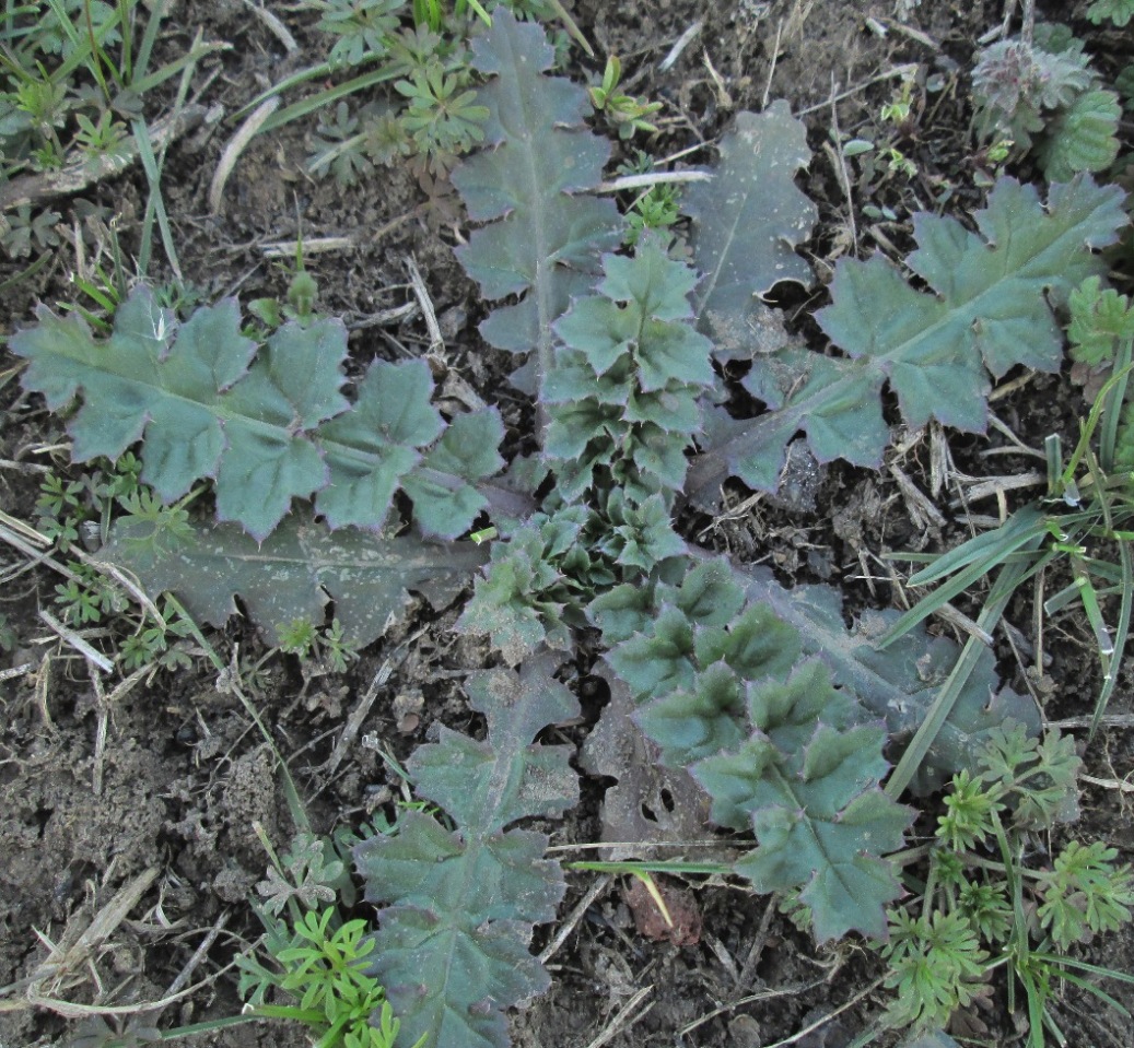 Image of Carduus thoermeri specimen.