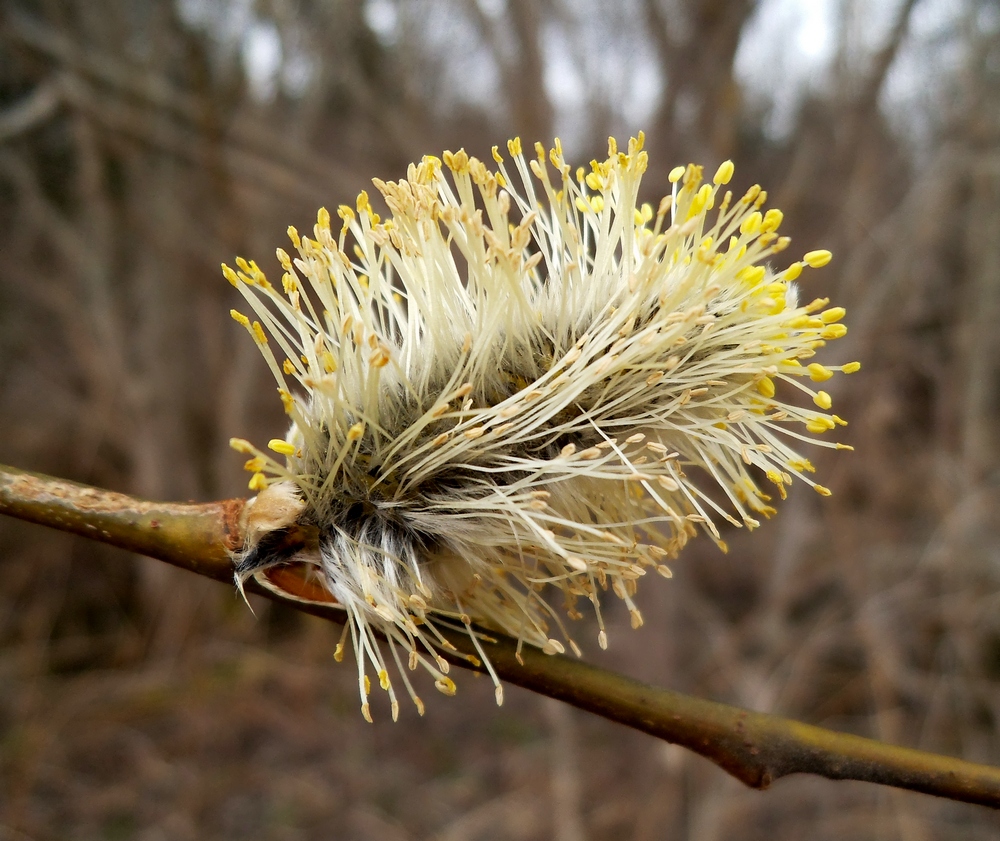 Image of Salix &times; laurina specimen.