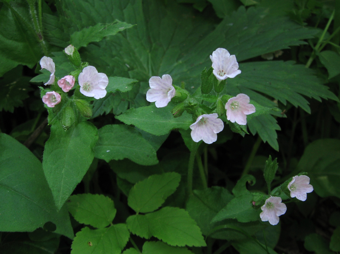 Image of Pulmonaria obscura specimen.