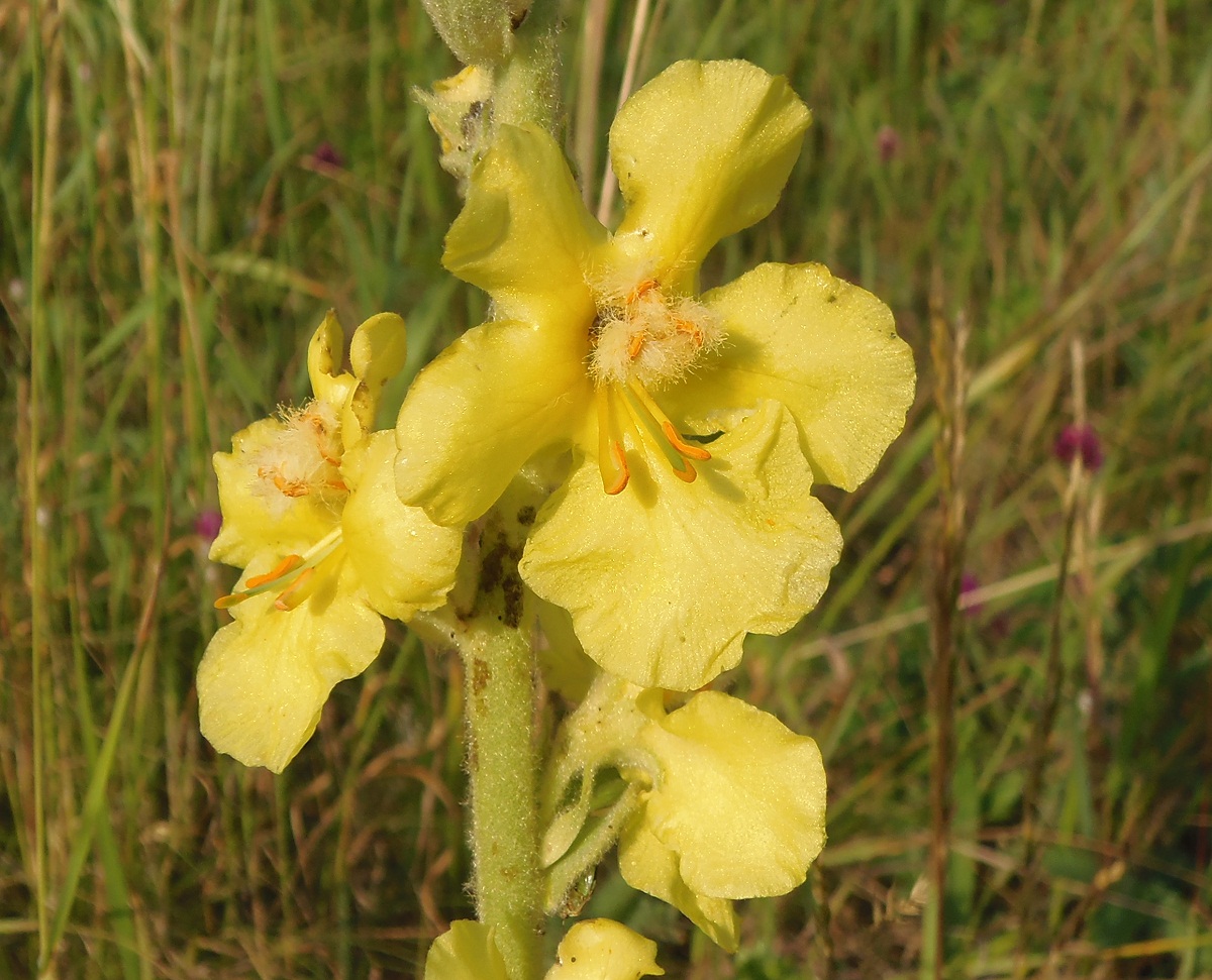 Image of Verbascum phlomoides specimen.