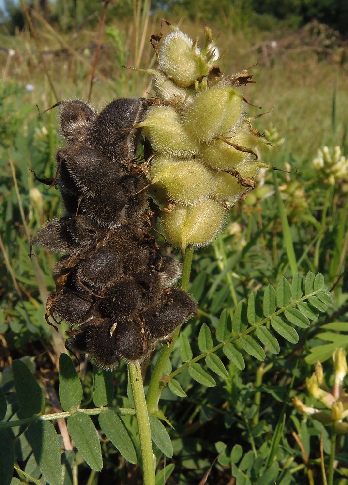 Image of Astragalus cicer specimen.