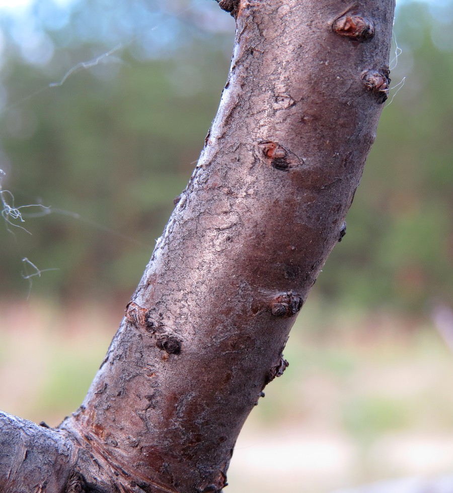 Image of Hippophae rhamnoides specimen.