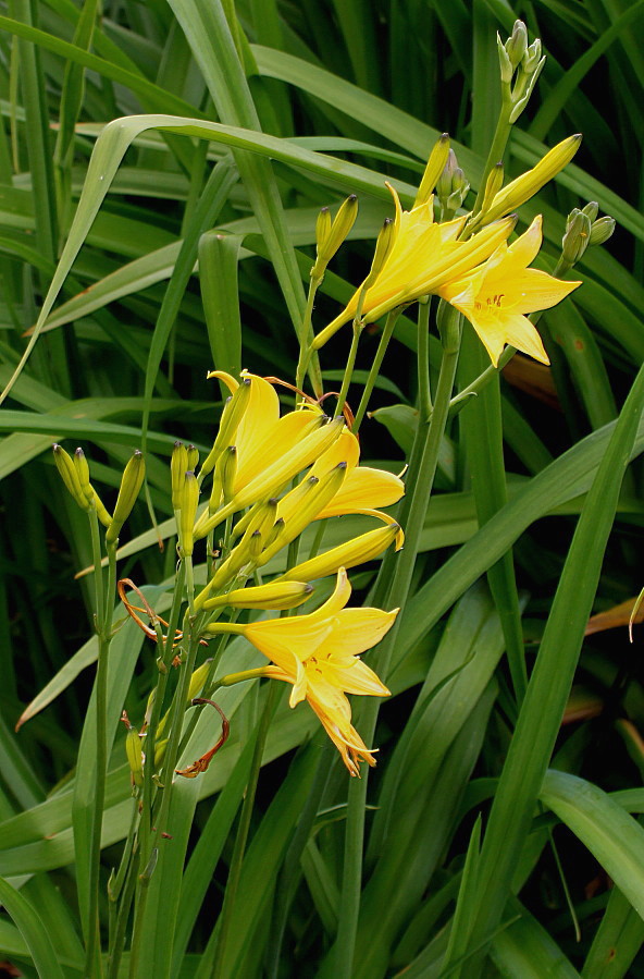 Изображение особи Hemerocallis minor.