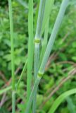 Phleum pratense. Стебли. С-Петербург, 12 июня 2009 г.