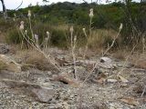 Centaurea sarandinakiae