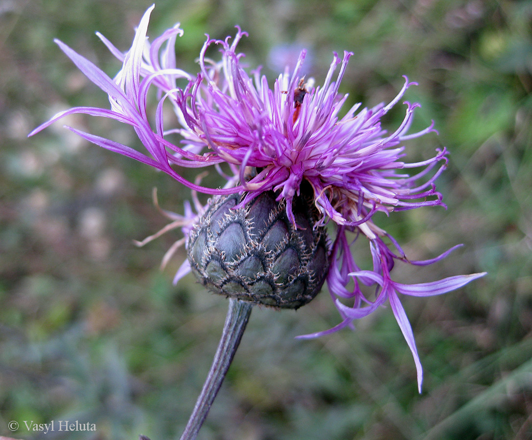 Image of Centaurea scabiosa specimen.