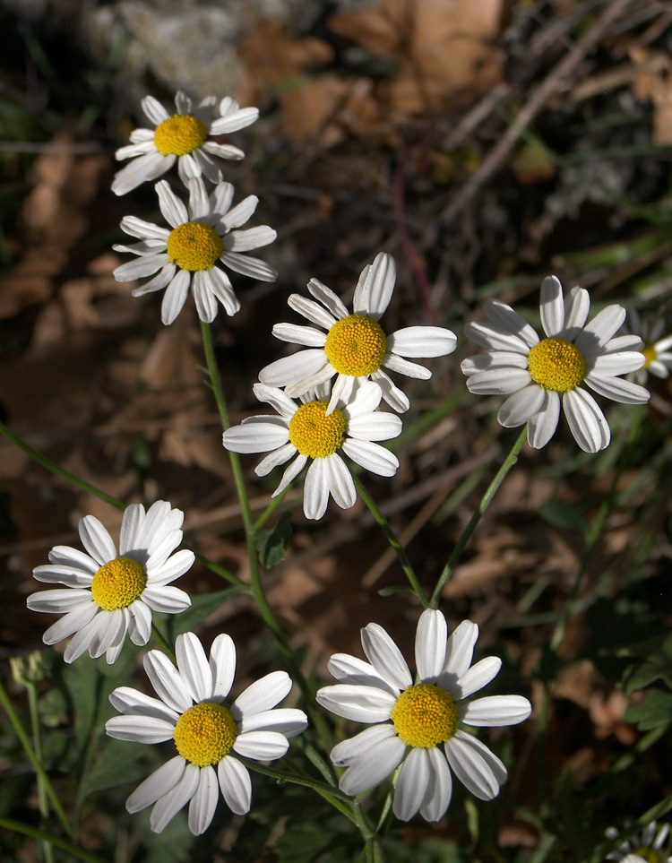 Image of Pyrethrum parthenifolium specimen.