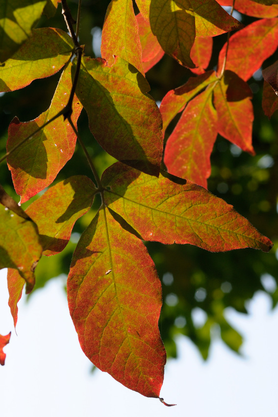 Image of Acer griseum specimen.