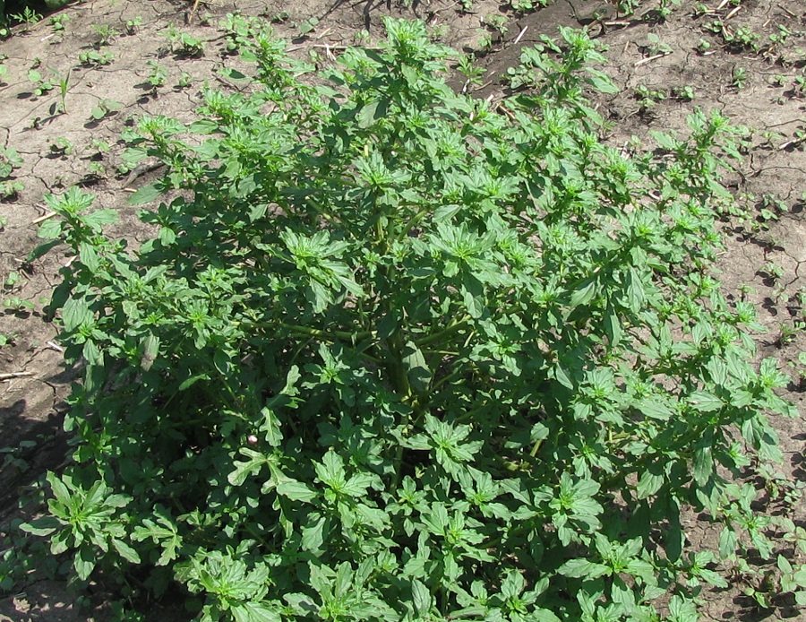 Image of Amaranthus albus specimen.