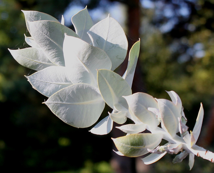 Image of genus Eucalyptus specimen.