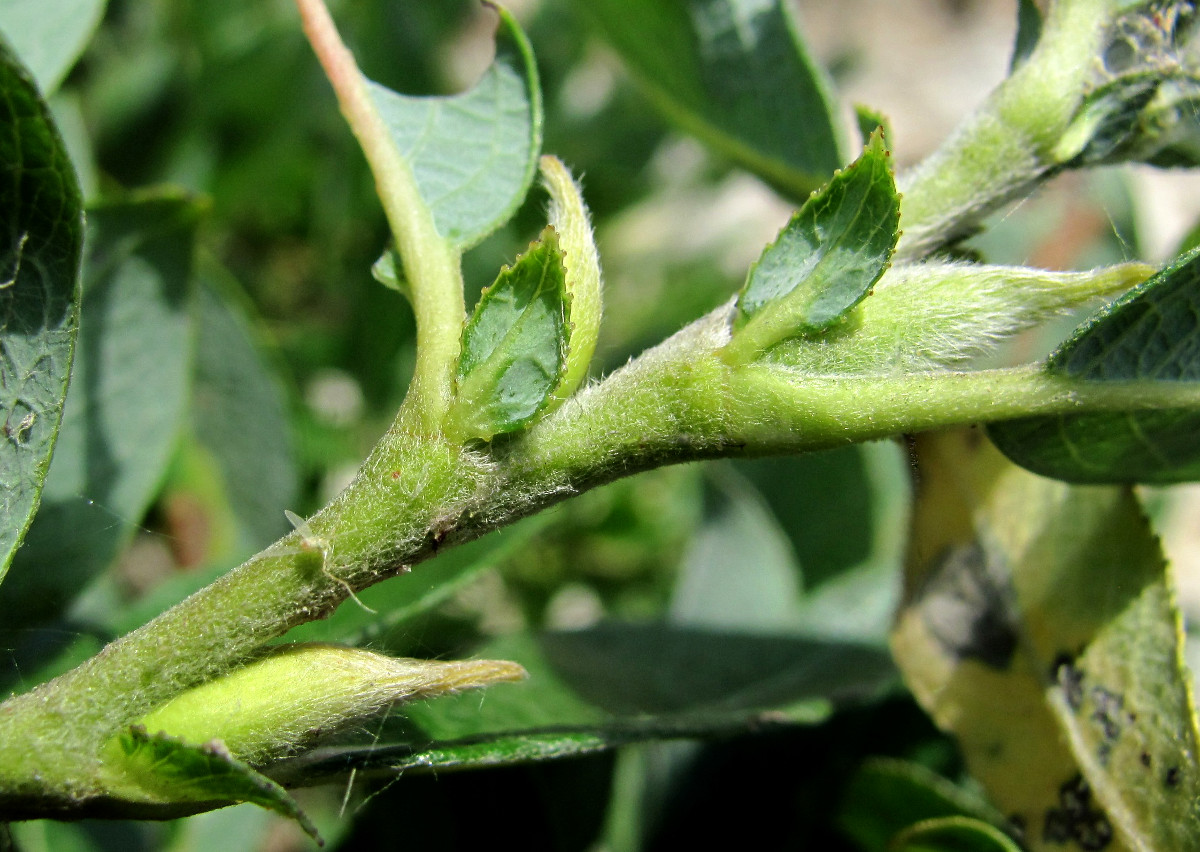 Image of Salix recurvigemmata specimen.