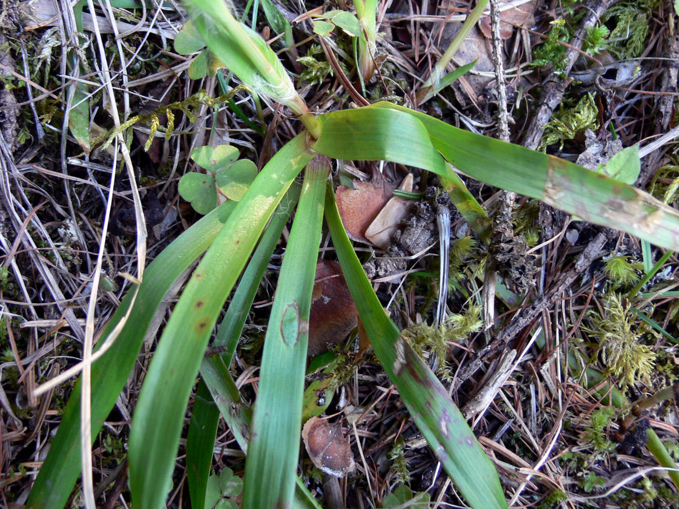 Image of Luzula pilosa specimen.