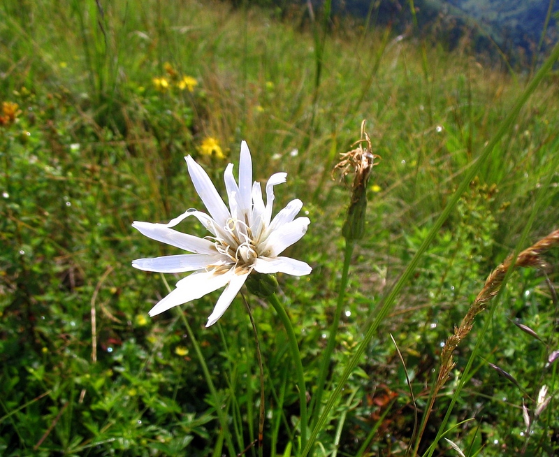 Image of Scorzonera rosea specimen.