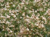 Смотреть изображение Moringa peregrina