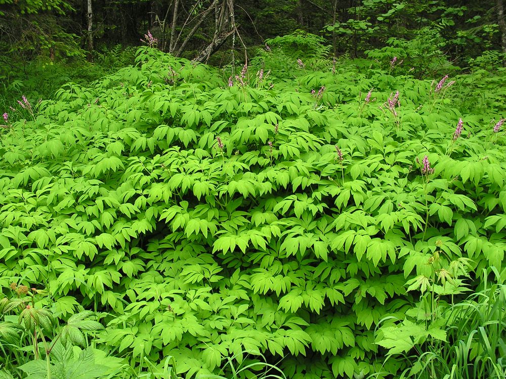 Изображение особи Corydalis multiflora.