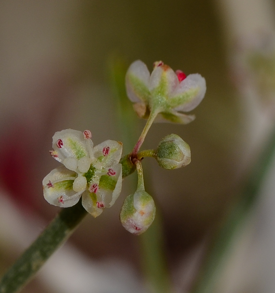 Изображение особи Calligonum polygonoides.