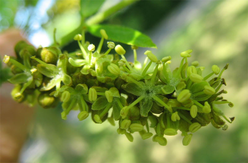 Изображение особи Gleditsia triacanthos.