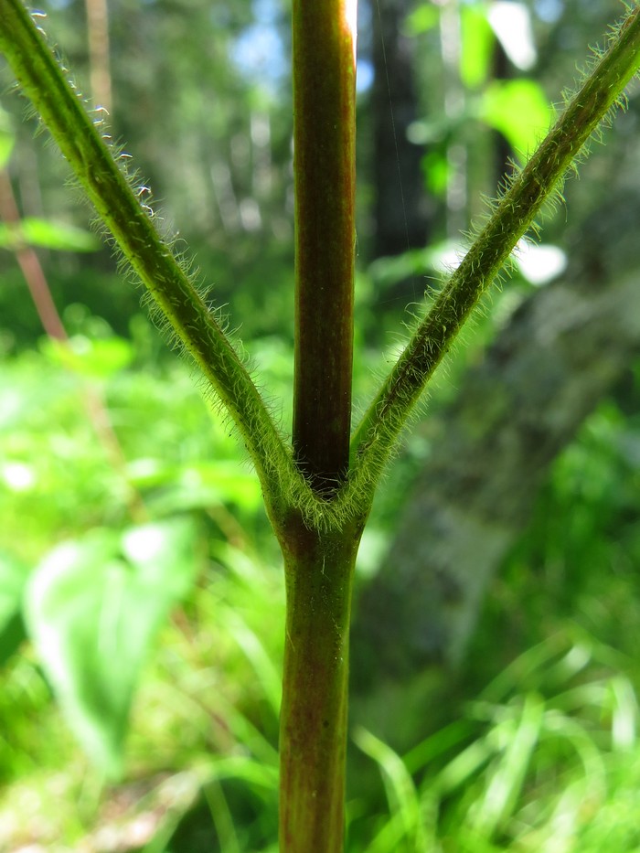 Image of Phlomoides tuberosa specimen.